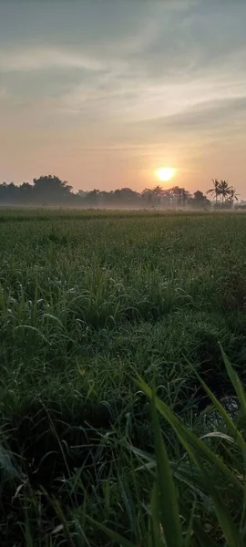 Sol Atmosfera Nascer Sol Nos Campos Arroz Bantul Yogyakarta — Fotografia de Stock