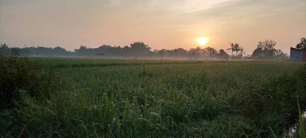 Sonnenaufgang Den Reisfeldern Bantul Yogyakarta — Stockfoto