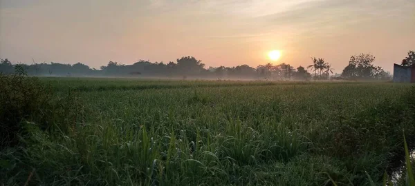 Sunny Atmosphere Sunrise Rice Fields Bantul Yogyakarta — 스톡 사진