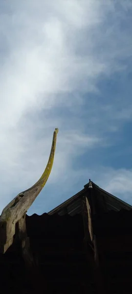 Uccello Casa Vecchio Albero Legno Nuvoloso Sfondo Cielo Blu — Foto Stock