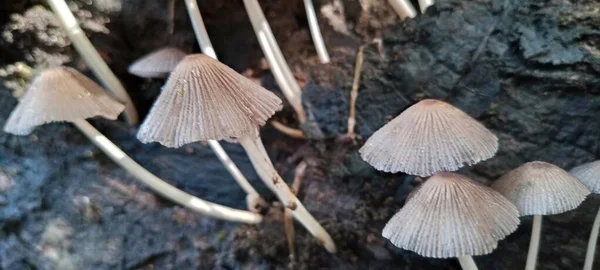 Cogumelos Que Crescem Madeira Velha Podre — Fotografia de Stock