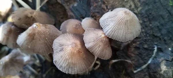 Setas Que Crecen Madera Vieja Podrida —  Fotos de Stock