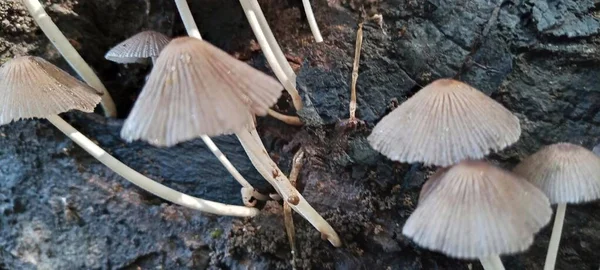 Cogumelos Que Crescem Madeira Velha Podre — Fotografia de Stock