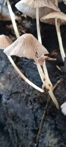 Setas Que Crecen Madera Vieja Podrida —  Fotos de Stock