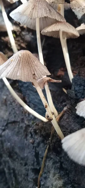 Champignons Poussant Sur Vieux Bois Pourri — Photo