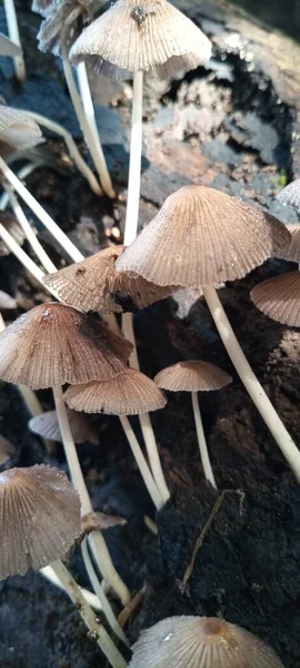 Setas Que Crecen Madera Vieja Podrida —  Fotos de Stock