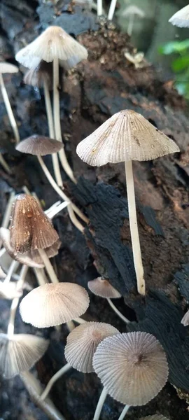 Funghi Che Crescono Legno Vecchio Marcescente — Foto Stock