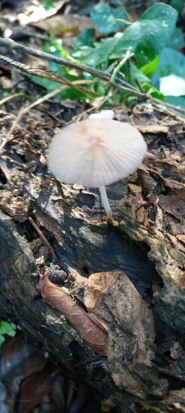 Cogumelos Que Crescem Madeira Velha Podre — Fotografia de Stock