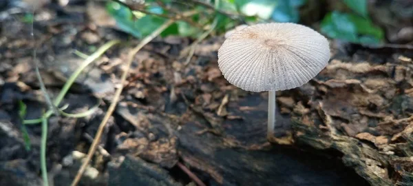 Cogumelos Que Crescem Madeira Velha Podre — Fotografia de Stock