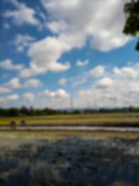 バントゥルの田んぼの抽象的な背景 白い雲と米と青い空の景色 — ストック写真