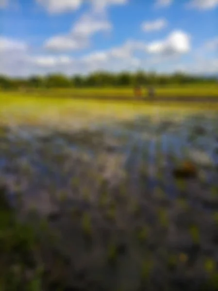 Fundo Abstrato Desfocado Campos Arroz Bantul Vista Nuvens Brancas Céu — Fotografia de Stock