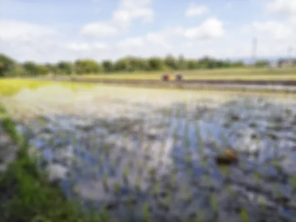 Rozostřené Abstraktní Pozadí Rýžových Polí Bantul Pohled Bílé Mraky Modrou — Stock fotografie