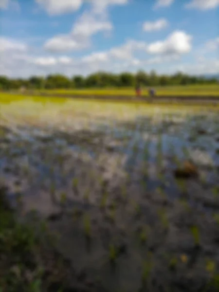 Defocused Abstract Background Rice Fields Bantul View White Clouds Blue — Stock Photo, Image