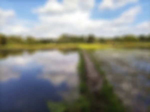 Fundo Abstrato Desfocado Campos Arroz Bantul Vista Nuvens Brancas Céu — Fotografia de Stock