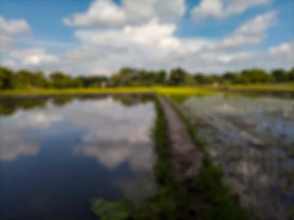 Defocused Abstract Background Rice Fields Bantul View White Clouds Blue — 스톡 사진