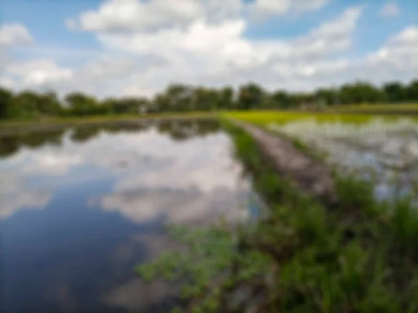 Rozostřené Abstraktní Pozadí Rýžových Polí Bantul Pohled Bílé Mraky Modrou — Stock fotografie