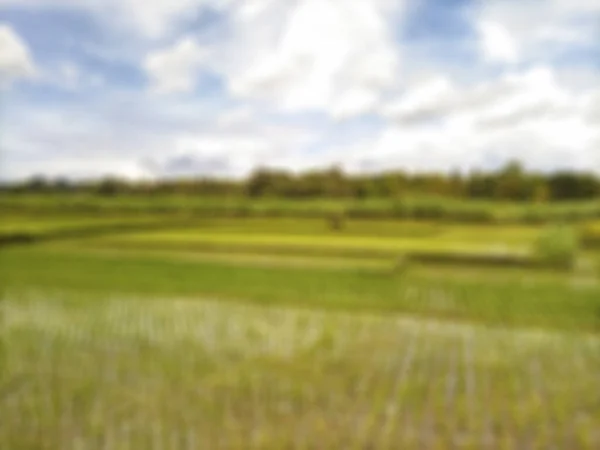 Defocused Abstract Background Rice Fields Bantul View White Clouds Blue — 스톡 사진
