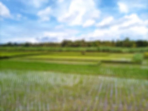 Fundo Abstrato Desfocado Campos Arroz Bantul Vista Nuvens Brancas Céu — Fotografia de Stock