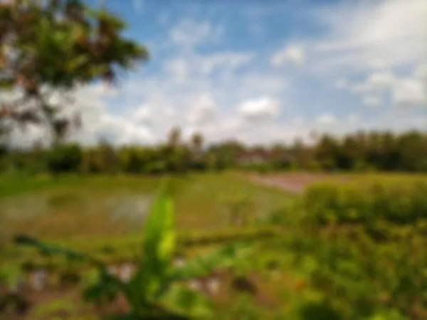 Расслабленный Абстрактный Фон Рисовых Полей Бантуле Вид Белых Облаков Голубого — стоковое фото