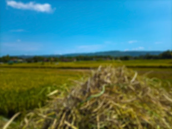 Bantul Daki Pirinç Tarlalarının Soyutlanmış Arka Planı Beyaz Bulutlar Pirinçli — Stok fotoğraf