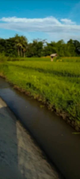 Defocused Abstract Background Rice Fields Bantul View White Clouds Blue — 스톡 사진