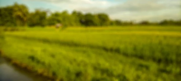 Fundo Abstrato Desfocado Campos Arroz Bantul Vista Nuvens Brancas Céu — Fotografia de Stock