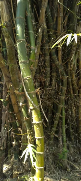 Photo Green Bamboo Clumps Bantul — Stock Photo, Image