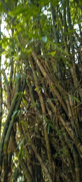 Bantul Daki Yeşil Bambu Yığınlarının Fotoğrafı — Stok fotoğraf