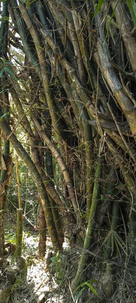 バントゥルの緑の竹の塊の写真 — ストック写真