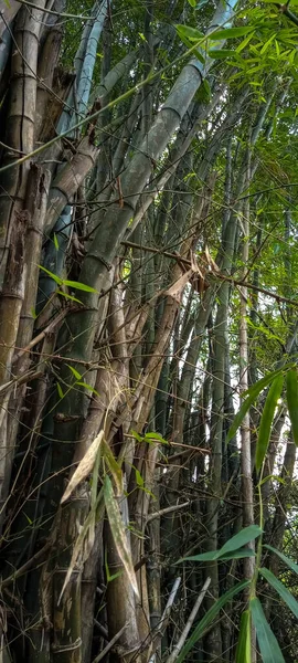 Фото Зеленых Бамбуковых Сгустков Бантуле — стоковое фото
