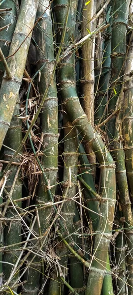 Photo Green Bamboo Clumps Bantul — Stock Photo, Image