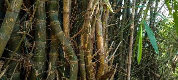 Bantul Daki Yeşil Bambu Yığınlarının Fotoğrafı — Stok fotoğraf