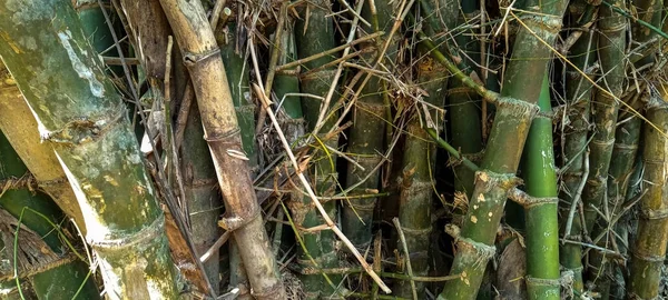 Foto Van Groene Bamboe Klontjes Bantul — Stockfoto