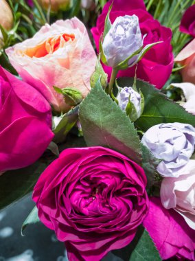 Üç renkli narin güller ve yakın plan yeşiller.