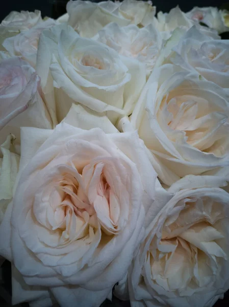 Białe Róże Delikatnym Różowym Odcieniu Szczyt Dużego Bukietu Gdzie Tylko — Zdjęcie stockowe