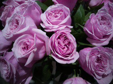 Hassas güllerin çok güzel rengi. 