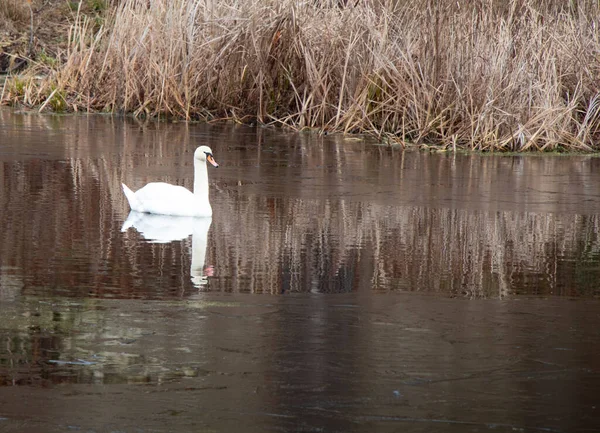 White Swan Lake — Stock Photo, Image