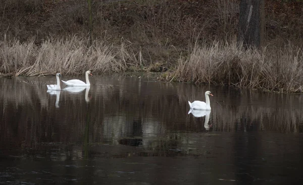 Três Cisnes Brancos Lago — Fotografia de Stock