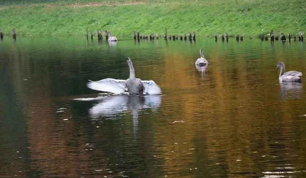Лебеди Озере — стоковое фото