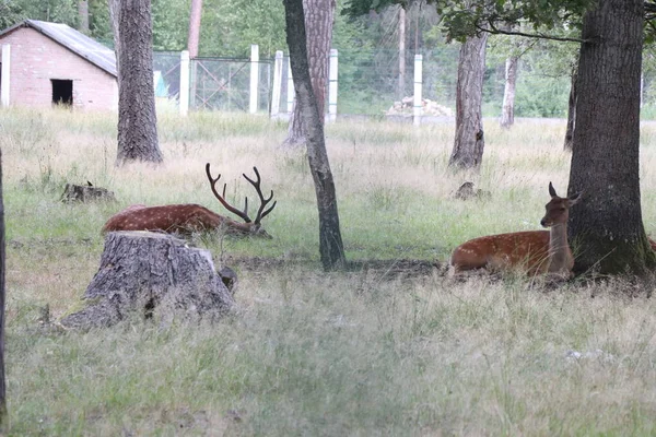 Famille Cerfs Dans Les Bois Été — Photo