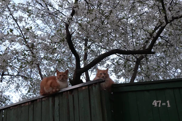 Две Кошки Заборе Цветущей Яблоне — стоковое фото