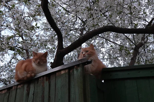 Twee Katten Het Hek Bloeiende Appelboom — Stockfoto