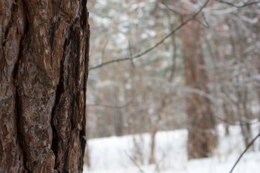 Kış orman portre, metin için boş alanı çam ağacı