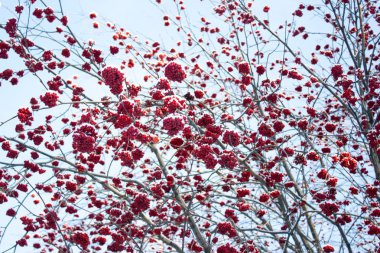 Kırmızı kış Rowan