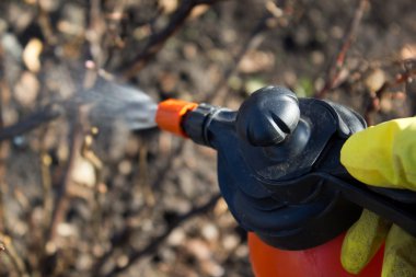 Bitki zebanisi korumak, Bahçe iş bahar. El püskürtücü Bahçe.