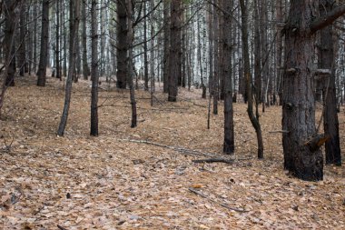 Halı renkli sonbahar yaprakları