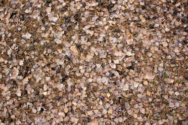 Halı renkli sonbahar yaprakları