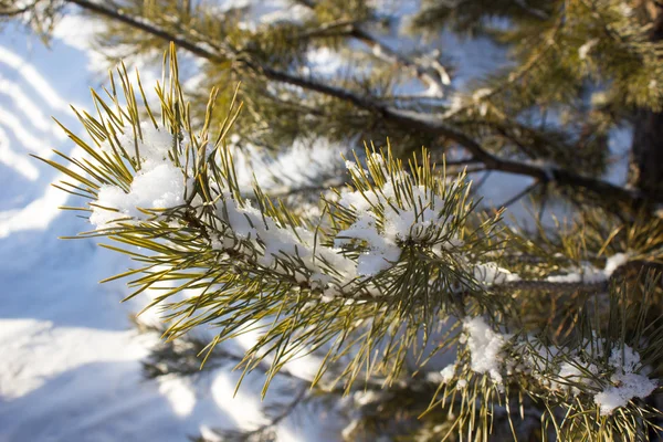 Сосновая ветка под снегом — стоковое фото
