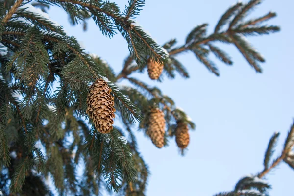 Spruce branches with cones on blue sky background — Stock Photo, Image