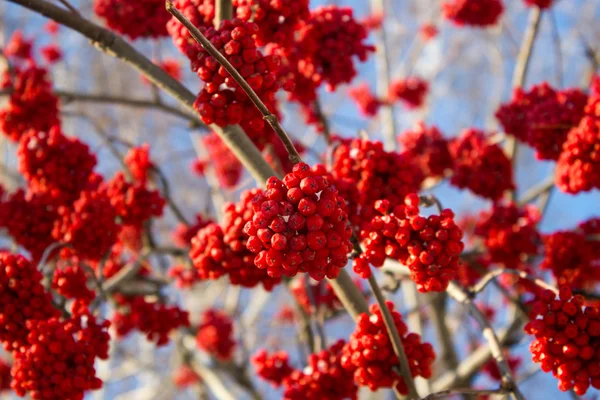 Rode winter Rowan — Stockfoto